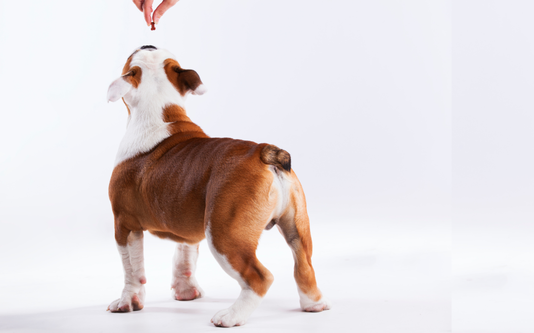 Voedingsbehoeften van een Engelse Bulldog