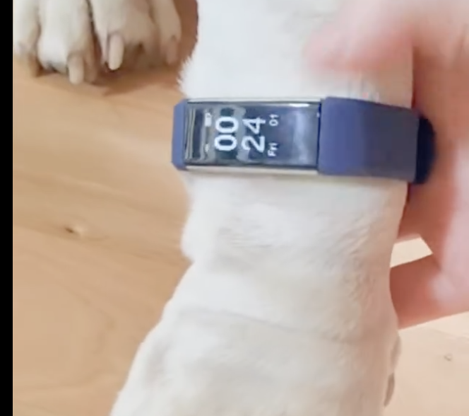 Pablo aan de Fitbit