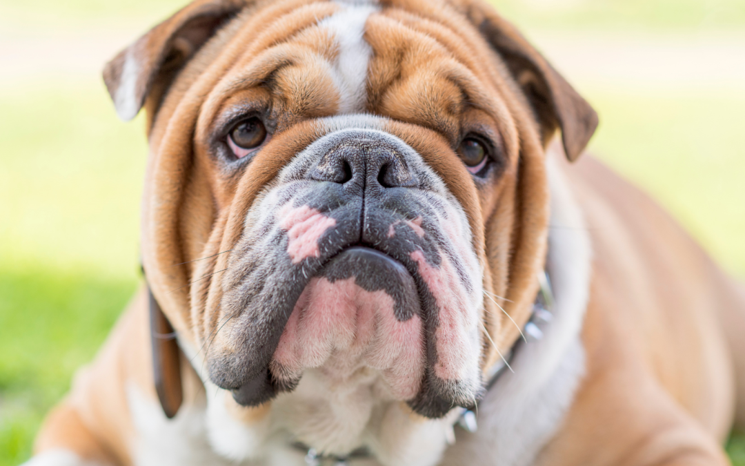 Het karakter en gedrag van een Engelse Bulldog